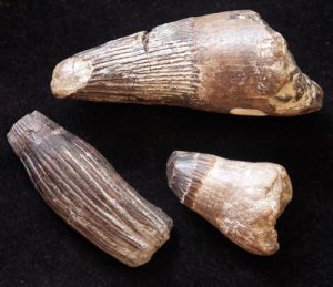 mosasaurus teeth for sale